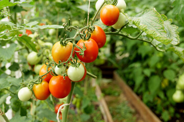 Tomatoes ripening on the vine inside a greenhouse. Organic farming and home gardening ensure a fresh, pesticide-free harvest for a healthy lifestyle
