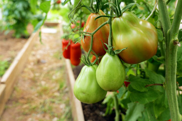 Tomatoes ripening on the vine inside a greenhouse. Organic farming and home gardening ensure a fresh, pesticide-free harvest for a healthy lifestyle