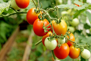 close-up of tomatoes, growing on a vine in greenhouse. Sustainable agriculture promotes fresh, organic vegetables for home cooking and healthy eating