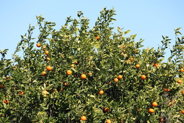 ripe oranges on the citrus tree