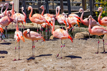Obraz premium Flamingos standing gracefully by the water