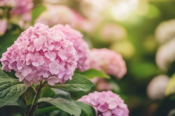 Fototapeta premium Colorful Hydrangea Flowers Blooming in a Lush Garden During the Summer Afternoon Generative AI