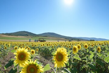 Fototapeta premium Harvesting sunflowers in a vibrant field rural landscape agricultural workers at work bright sunny day nature and industry concept