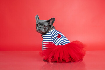 French Bulldog in Striped Shirt and Red Tutu on Red Background