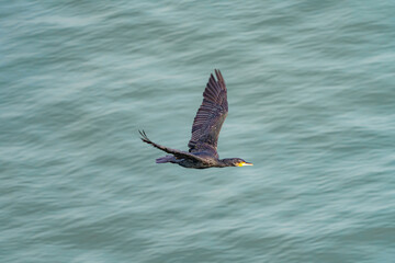 A wild bird flies over the water above the sea.