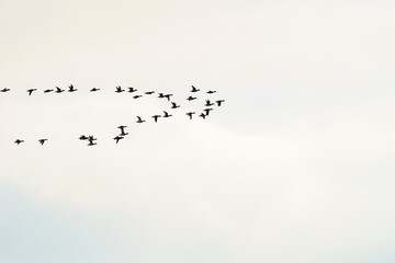 A flock of ducks flying in a flock in the sky.