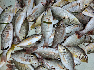 Fototapeta premium Lethrinus miniatus, also known as asuan fish or senoncing, is a fish from the Lethrinidae family. It can be found in coral reefs.
