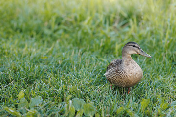 wild duck walking on the green grass in the summer season