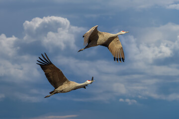 Migrating Greater Sandhill Cranes in Monte Vista, Colorado