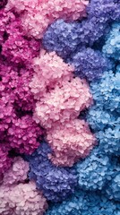 Captivating close up of vibrant hydrangea blossoms in shades of pink purple and blue creating a stunning floral tapestry nature beauty