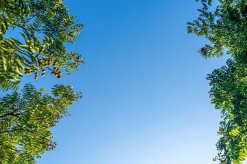 Tranquil Frame of Nature: Lush Greenery Against a Clear Blue Sky