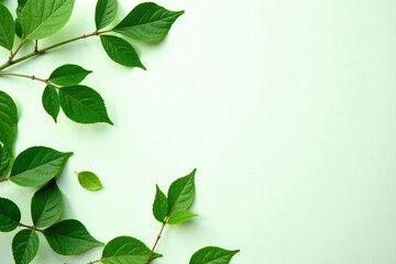 Leafy greens scattered on a pristine white surface, foliage green leaves flowers branches nature isolated background, nature photography