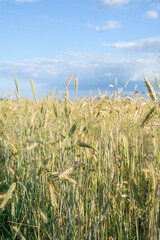 Golden Wheat Field Under Clear Blue Sky. Vertical crop.