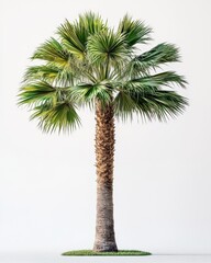 Obraz premium Lush green palm tree standing tall against a clean white backdrop creating a serene tropical vibe evoking a sense of relaxation and tranquility