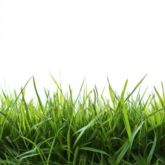 Fresh Green Grass Blades Against a Clean White Backdrop Capturing the Essence of Spring and New Beginnings in a Natural Style