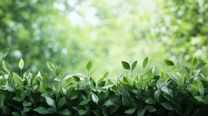 Obraz premium Green Leafy Border with Blurred Nature Background for Eco-Friendly Design