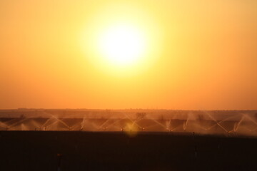 sprinkler irrigation of an onion field at sunset