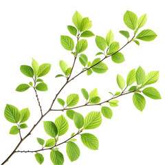 Obraz premium Vibrant Green Leaves on Branch for Natural Decor. Perfect for Home Aesthetics, Craft Projects, and Floral Arrangements. Ideal for Eco-Friendly Designs and Nature Lovers.