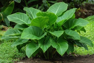 Lush green plant leaves, tropical garden, outdoor setting, ideal for nature photography