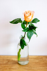 Orange rose on white background