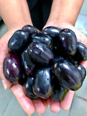 Fresh jamun fruit in Mumbai India