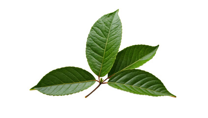 Naklejka premium Vitality of Green Leaves: A close-up of vibrant, textured green leaves branching from a delicate stem, conveying a sense of fresh vitality and botanical beauty.