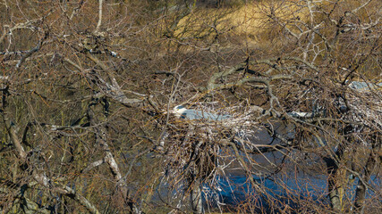 Graureiher im Nest
