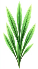 Obraz premium green leaves on white background