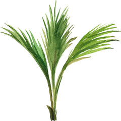 Watercolor palm tree illustration, botanical illustration. Hand painted exotic palm on transparent background