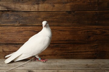 One beautiful white dove on wooden table, space for text