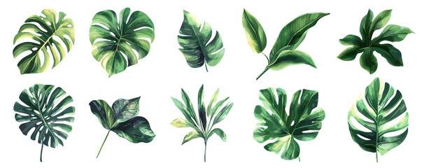 Tropical foliage variety: collection of ten vibrant green leaves on white background.