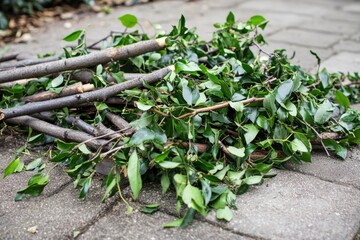 Freshly cut branches and leaves piled on pavement in a garden setting during daytime cleanup activity Generative AI