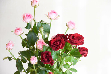 ピンクと赤のばら