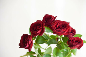 Fototapeta premium 赤い薔薇