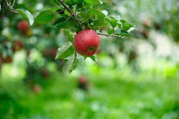 Red apples grow on tree in morning sunshine