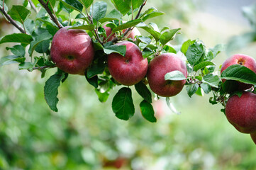 Red apples grow on tree in morning sunshine