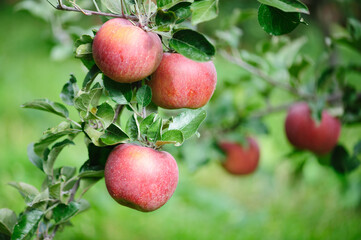 Red apples grow on tree in morning sunshine