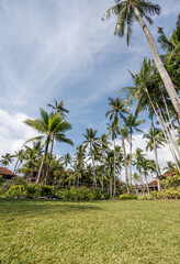 Obraz premium palm trees on the beach