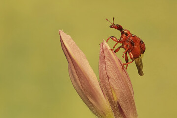 A giraffe weevil foraging on a water hyacinth flower. This insect has the scientific name Trachelophorus giraffa.