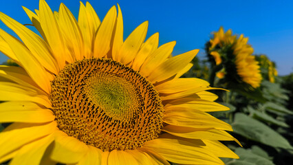 Naklejka premium blooming sunflowers in the field with bees collecting pollen