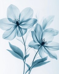 Ethereal floral elegance soft blue hellebore flowers translucent petals delicate stems against white backdrop botanical art