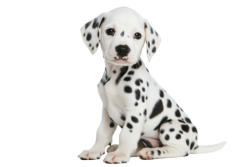 Dalmatian puppy sitting, side view, looking at the camera and smiling on a white background with copy space for text