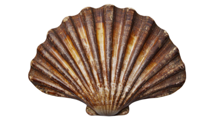 a single, large shell on a white background for design
