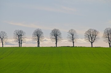 Typical Line of Trees at Sunset in Perugia Italy