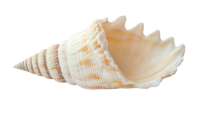 Fototapeta premium a single, large shell on a white background for design