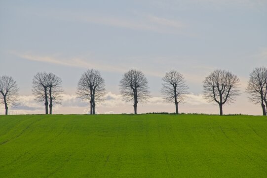 Typical Line of Trees at Sunset in Perugia Italy