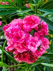 Violet colored oleander flowers bunch on a colorful natural background on a sunny day.