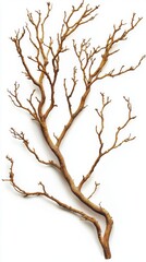Fototapeta premium Elegant bare branch on clean white backdrop evokes natural beauty and minimalist style perfect for design projects and seasonal themes