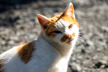 長崎市民の森で出会ったネコ05