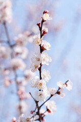 cherry blossom against blue sky in spring